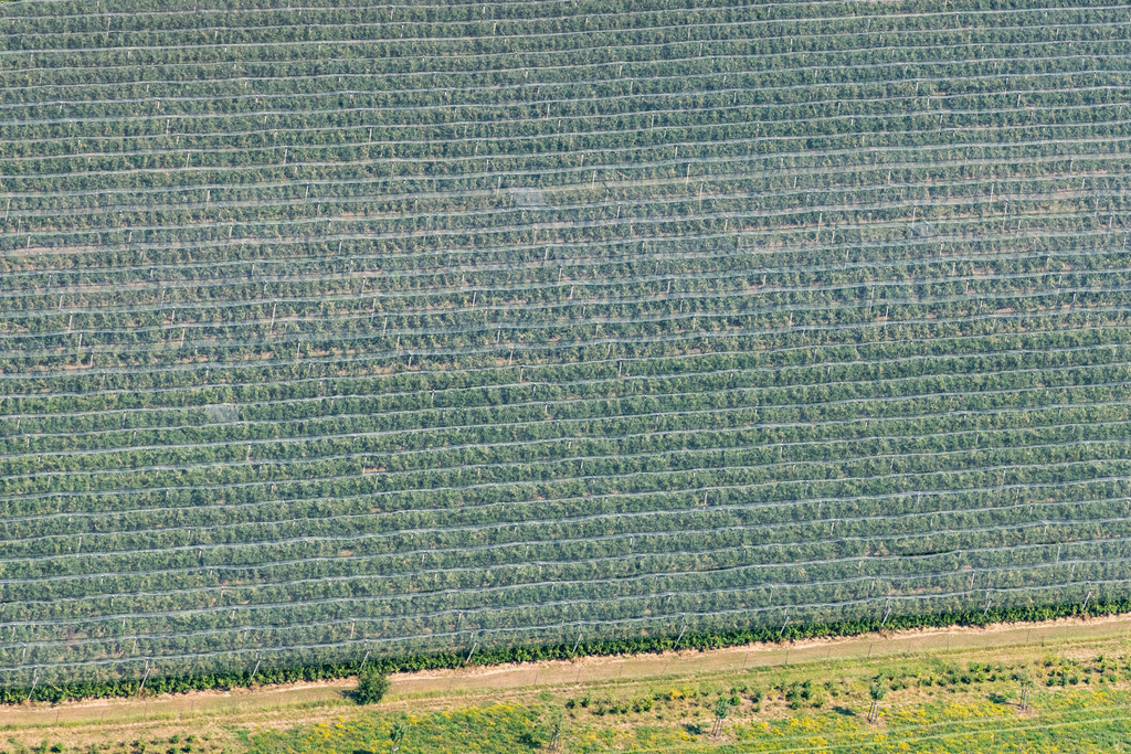 dr__0016187.jpg | FRIEDRICHSHAFEN 03.08.2018 Baumreihen einer Obstanbau- Plantage auf einem Feld in Friedrichshafen im Bundesland Baden-Württemberg, Deutschland. // Rows of trees of fruit cultivation plantation in a field in Friedrichshafen in the state Baden-Wurttemberg, Germany. Foto: Daniel Reiter