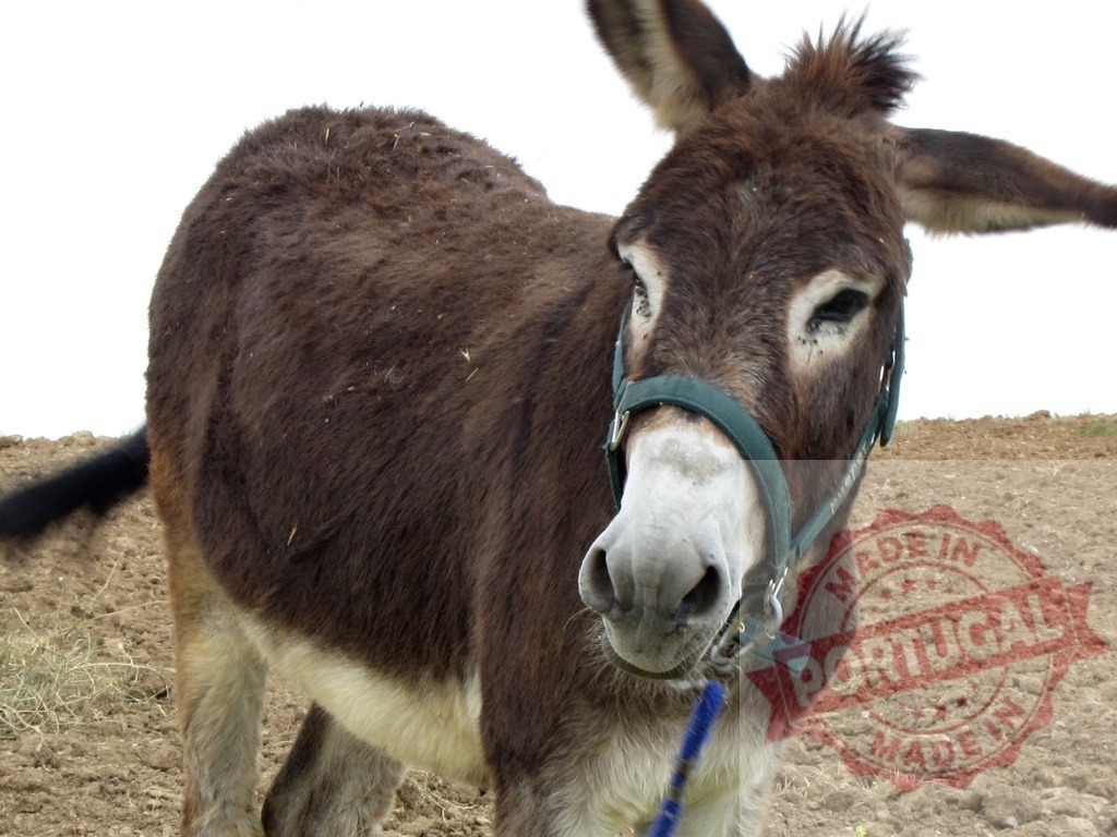 Donkey standing in a rural field wearing a halter | Brown domestic donkey standing outdoors on a plowed field looking at camera - Realisiert mit Pictrs.com