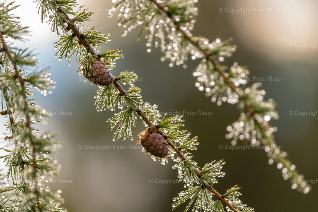 Divers_Erlebnisraum_Wald_23_Peter_Maier-36 | piet_flosse