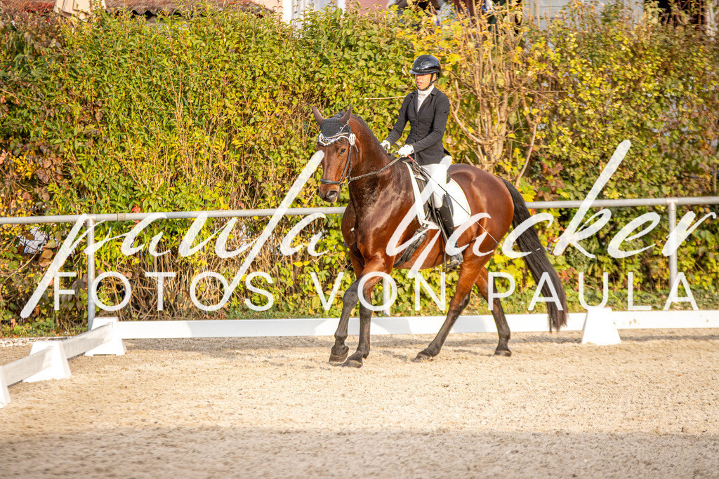 IMG_4664 | Erleben Sie dynamische Sport- und emotionale Tierfotografie in Süddeutschland mit Fotos von Paula. Spezialisiert auf Pferde- und Hundefotografie sowie Sportevents. Kontaktieren Sie mich für einzigartige und ausdrucksstarke Bilder Ihrer besonderen Momente. - Realisiert mit Pictrs.com