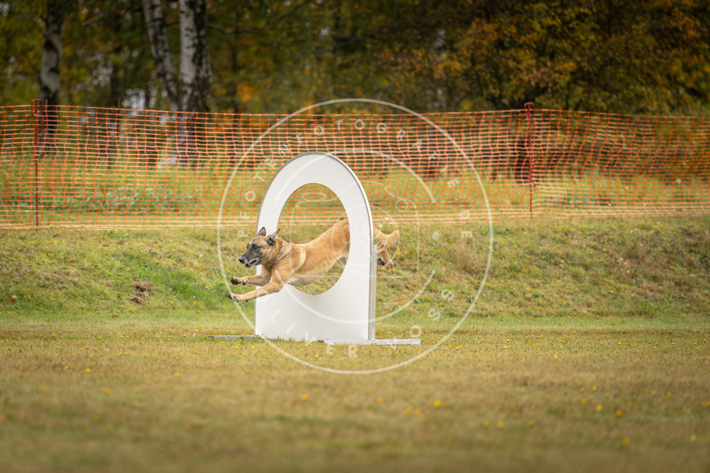 Pfotenfotografie_DV3A1520 | Hundefotografie, Tierfotograf, Pfotenfotografie, Fotoshooting Hund, Hunde Portrait, Hundesport, Hundeportraits, Heideshooting, Hunde, Sportfotograf, Hundefotograf, Turnierhundsport, THS,  - Realisiert mit Pictrs.com