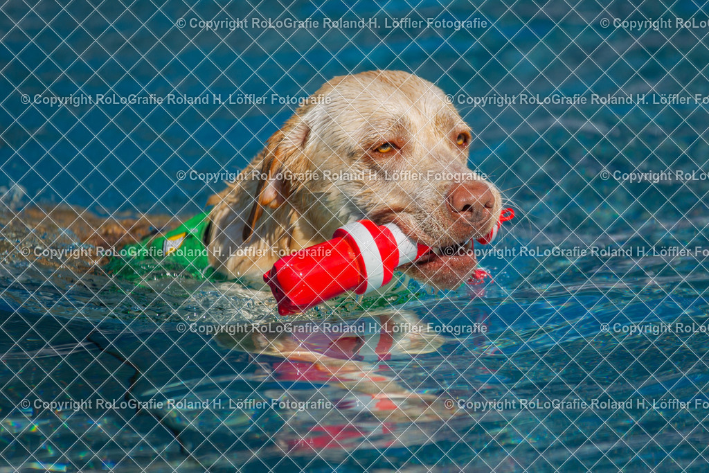 Labrador-Badetag_02 | Labrador apportiert im Freibad beim Schwimmen - Realisiert mit Pictrs.com