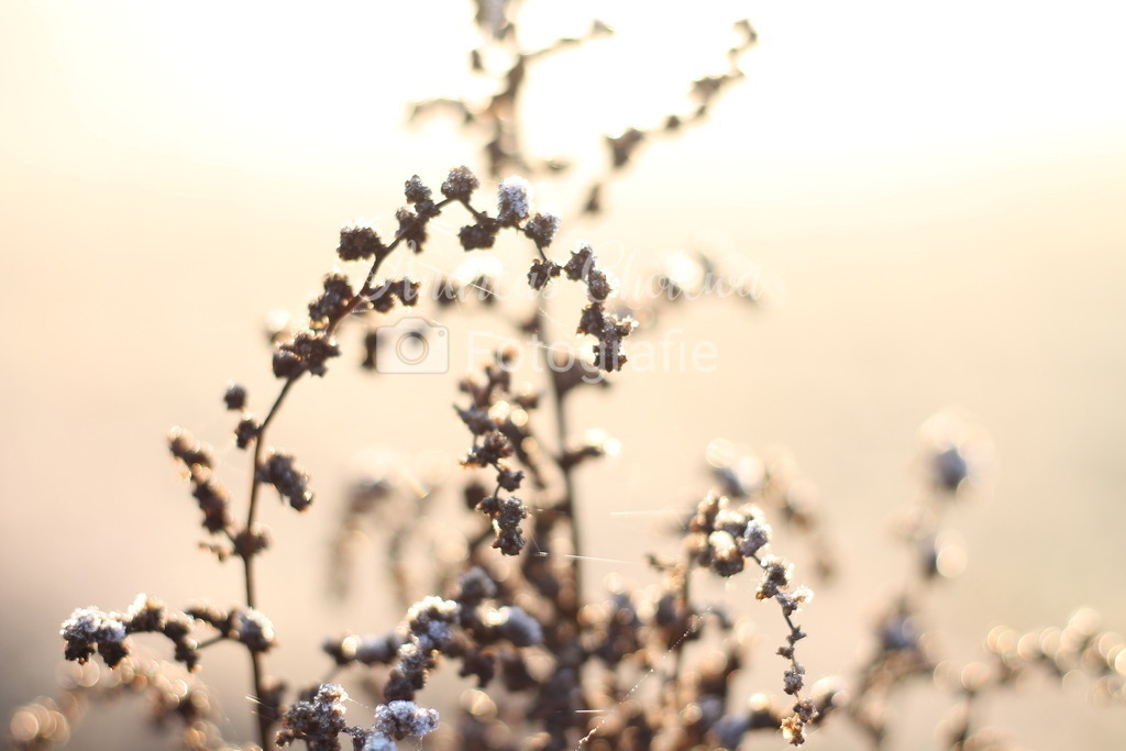 IMG_4331 | Der Onlineshop für malerische Fotografien aus dem Landkreis Vechta✅ Premium Druck auf Leinwand✅ Acryl✅ oder Alu-Dibond✅➤Jetzt Bestellen! - Realisiert mit Pictrs.com