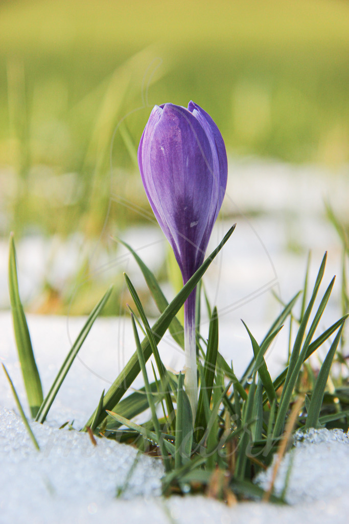 Krokus_Mostdirn Irmgard Wieser-0331 | Ihre Fotografin im Lungau, ihre Fotografin im Mostviertel, Wandbilder Onlineshop, Imagefotos für Ihr Unternehmen,  - Realisiert mit Pictrs.com