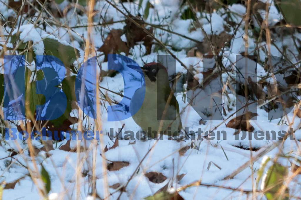 Gruener Specht {date} -  | {headline}



(Foto: Sebastian Sendlak / BOND)

 - Realisiert mit Pictrs.com