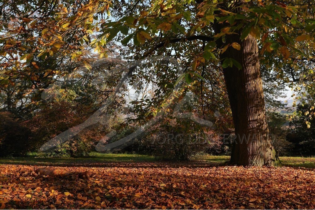 NatureArt-HERBSTLAUB_2800b | Rotbuche im Herbst | #007 | Modell: Fee | Foto: Andreas Meier - Realisiert mit Pictrs.com