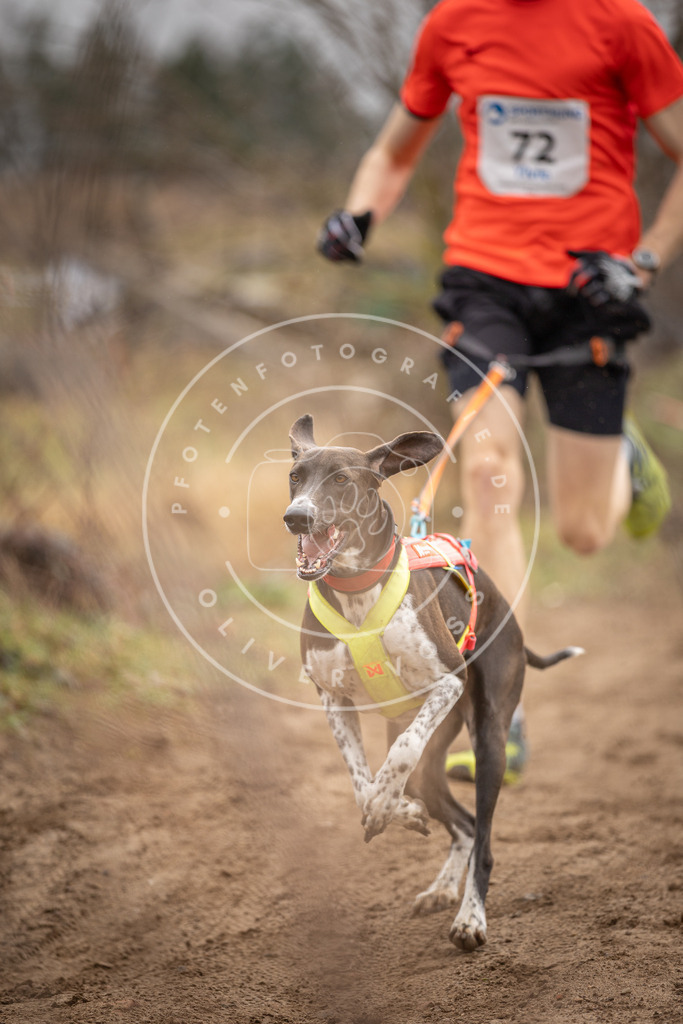 DV3A9672 | Hundefotografie, Tierfotograf, Pfotenfotografie, Fotoshooting Hund, Hunde Portrait, Hundesport, Hundeportraits, Heideshooting, Hunde, Sportfotograf, Hundefotograf, Turnierhundsport, THS,  - Realisiert mit Pictrs.com