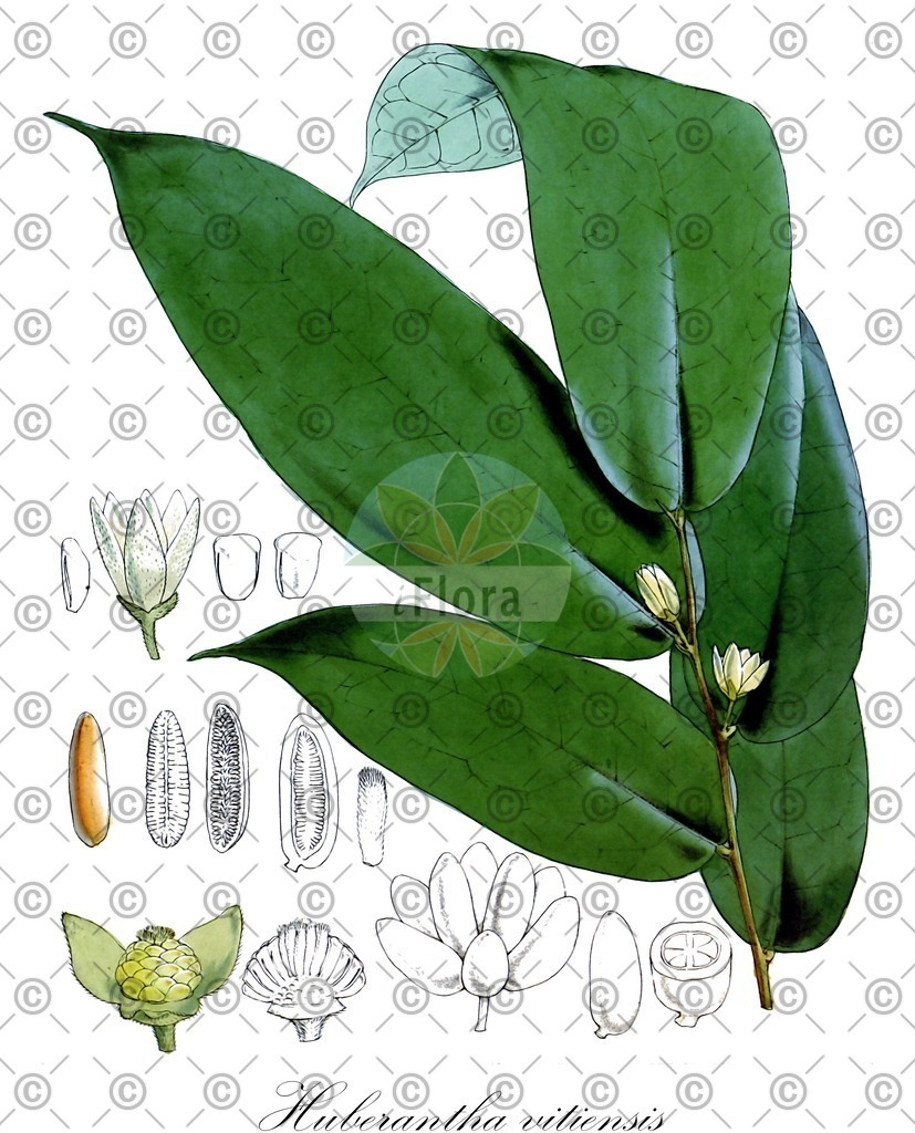 HistAbb_wfo-0000725619_1_ENZY_Simple | Historische Abbildung von Huberantha vitiensis - Annonaceae | Historical Illustration of Huberantha vitiensis - Annonaceae