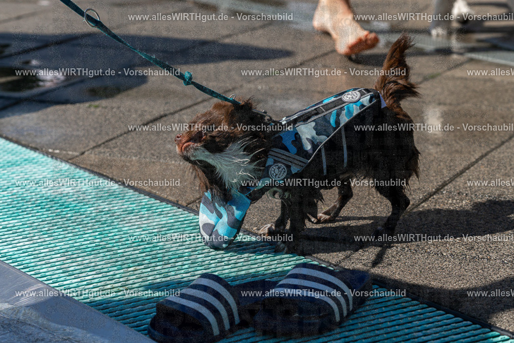 Hundeschwimmen_Volksbad_2026-allesWIRTHgut_Tierfotografie-2609061300-FAY06640 | Professionelle Tierfotografie in Mönchengladbach von Daniel Wirth (allesWIRTHgut). Liebevolle & natürliche Bilder von Hunden & Katzen für unvergessliche Erinnerungen.