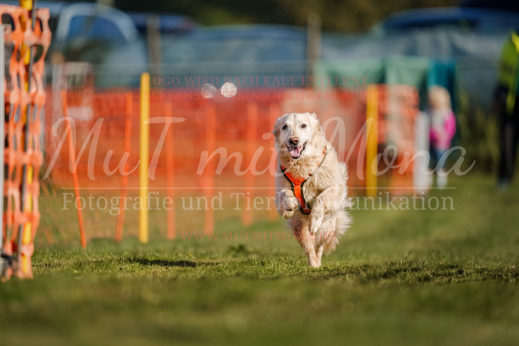 20250928_Hunderennen-69 | MuT (Mensch und Tier) mit Mona - Fotografie und Tierkommunikation - Realisiert mit Pictrs.com