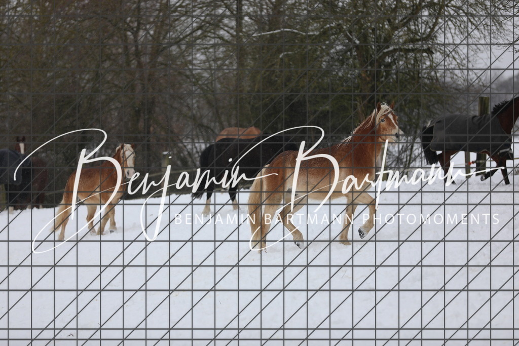 AZ2A3392 | Benjamin Bartmann Photomoments