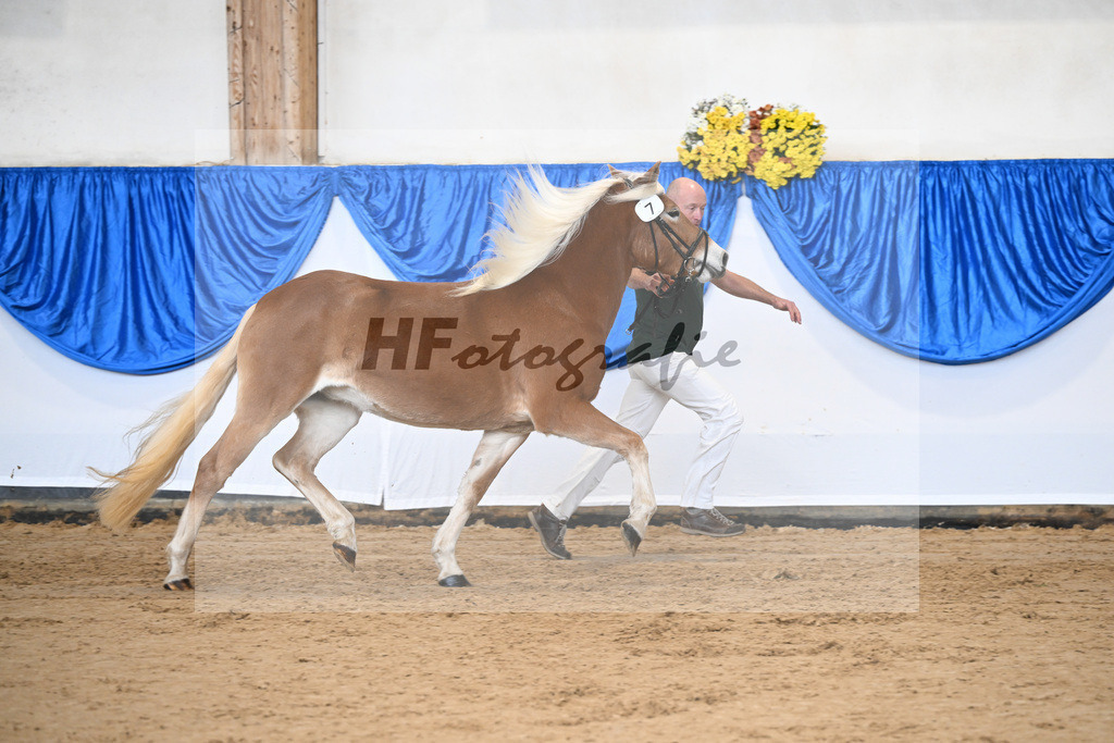 Bl. Band Kat-Nr. 7 Aruna vom Eulental v. Sternzauber_Schoenung_48251344 | hf-fotografie - Realisiert mit Pictrs.com