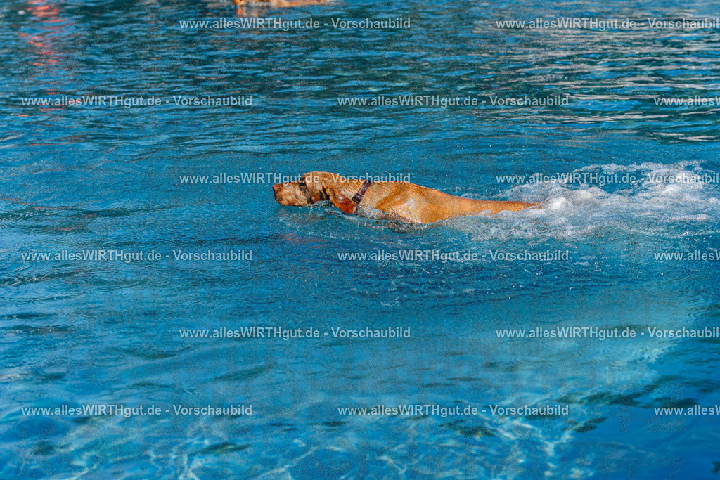 Hundeschwimmen_Volksbad_2026-allesWIRTHgut_Tierfotografie-2609061118-FAY06198 | Professionelle Tierfotografie in Mönchengladbach von Daniel Wirth (allesWIRTHgut). Liebevolle & natürliche Bilder von Hunden & Katzen für unvergessliche Erinnerungen.