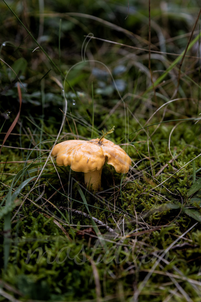 Eierschwammerl | Bei Veröffentlichung des Bildes ist eine Namensnennung wie folgt erforderlich: 
Foto: Mostdirn Irmgard Wieser - Realisiert mit Pictrs.com