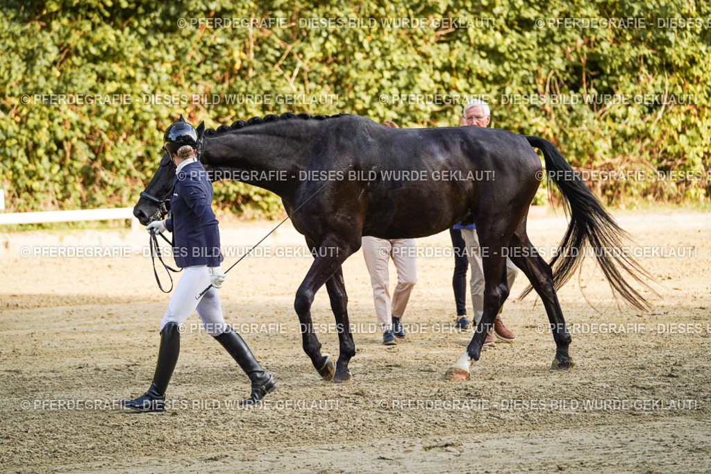 DSC05001 | Pferdegrafie