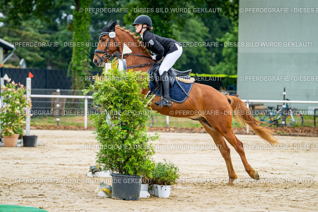 DSC02691 | Pferdegrafie