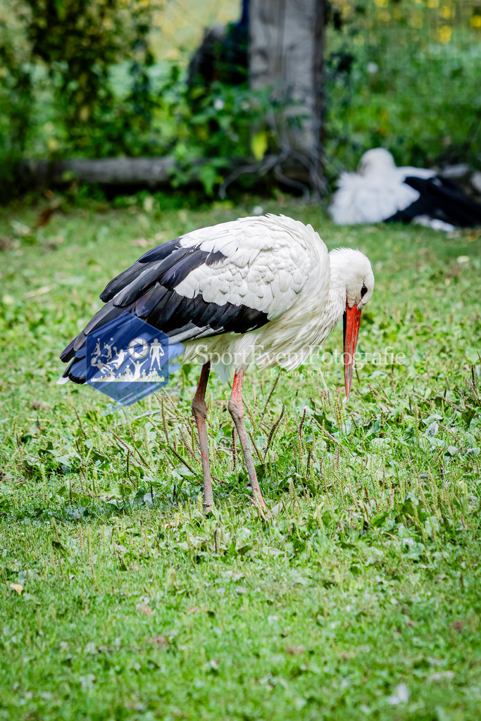 IMG_3613 | SportEventFotografie - Roman Stoiber