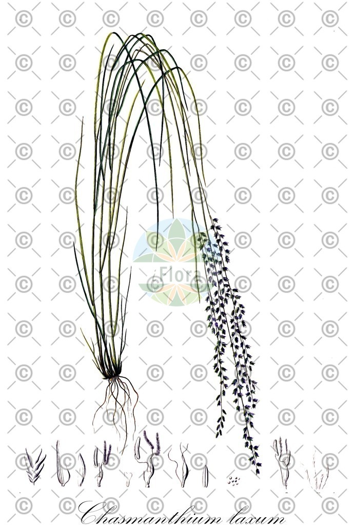 HistAbb_wfo-0000599904_1_ENZY_Simple | Historische Abbildung von Chasmanthium laxum - Poaceae | Historical Illustration of Chasmanthium laxum - Poaceae (longleaf chasmanthium)