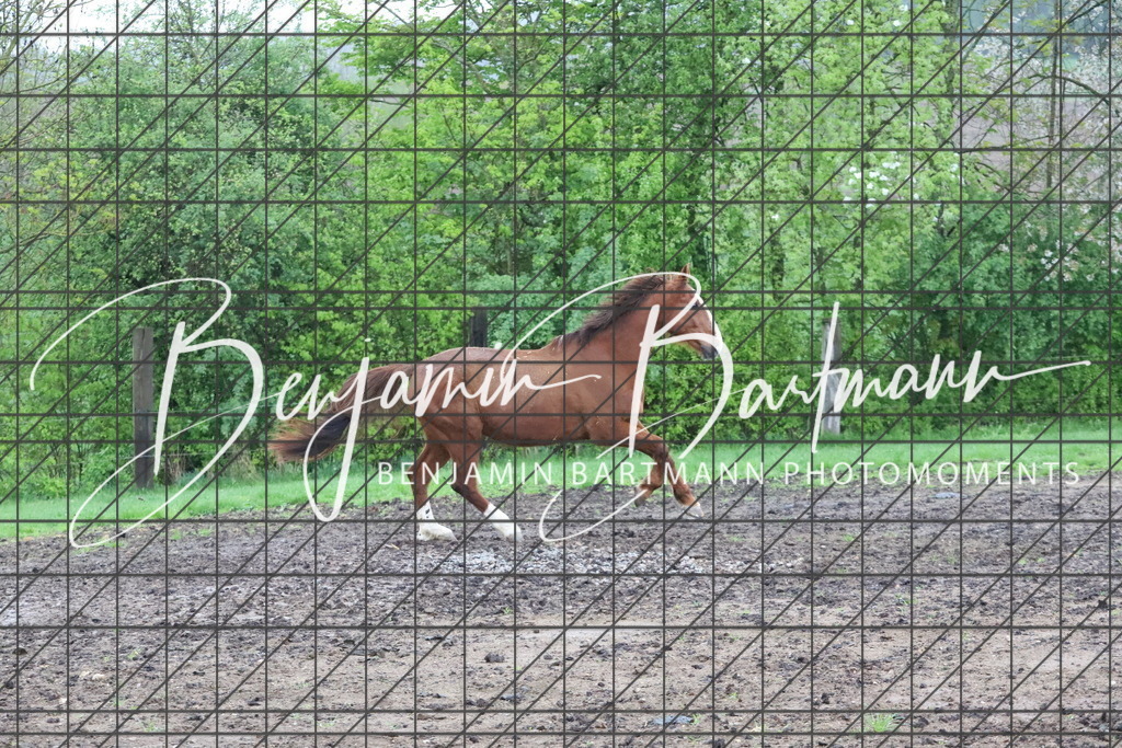 IMG_4245 | Benjamin Bartmann Photomoments