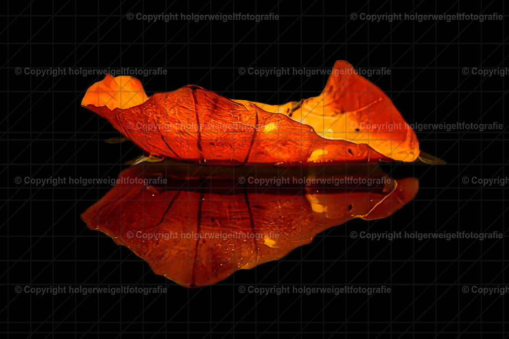 Die Poesie der Stille: Schwimmendes Blatt und seine Reflexion | Kaufen sie online außergewöhnliche Fotografien auf Leinwand Acrylglas Fotoprint Aludibond von holgerweigeltfotografie - Realisiert mit Pictrs.com