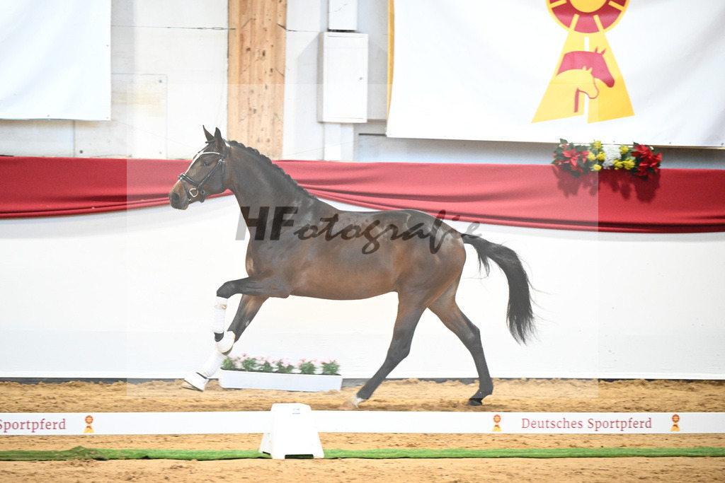 Kat-Nr. 7 Bon Vivaldi x Florencio I_Kornes_43231788 | hf-fotografie - Realisiert mit Pictrs.com