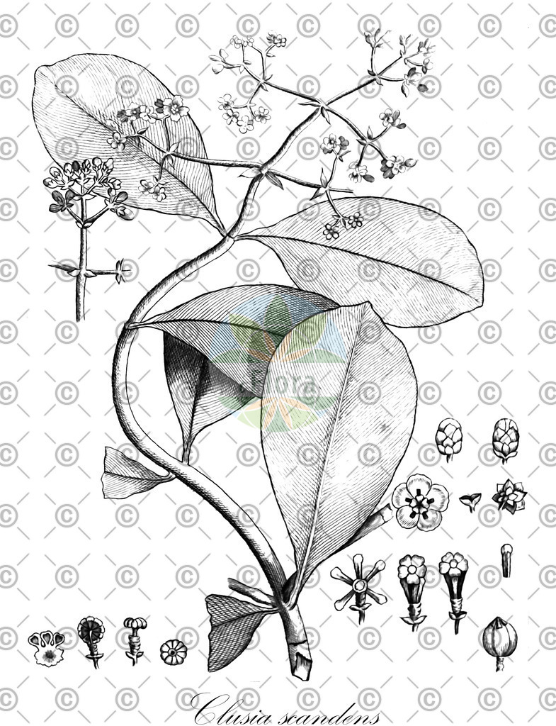 HistAbb_wfo-0001421727_2_ENZY_Simple | Historische Abbildung von Clusia scandens - Clusiaceae | Historical Illustration of Clusia scandens - Clusiaceae