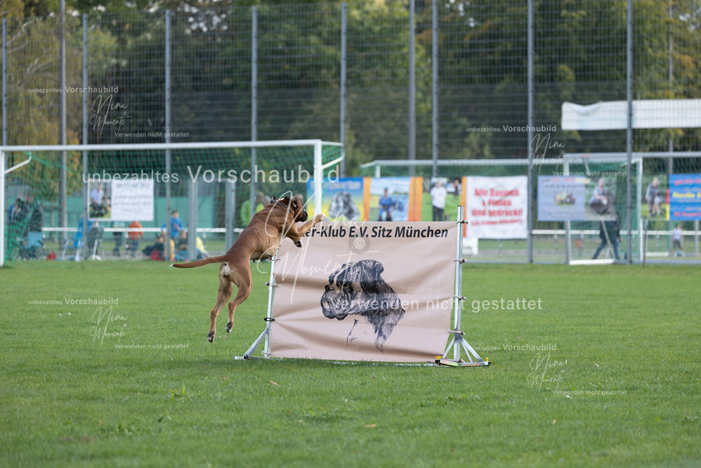 _16A5610 | Einzigartige Fotos von Hunden & Menschen –Actionfotos, Portraits, Vereinsaufnahmen & Paarshootings – authentisch, lebendig & mit Herz.