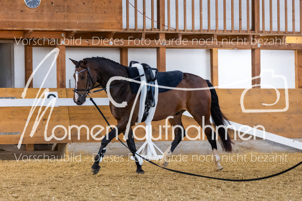 VTD-Voltigierpferde-058 | MomenTaufnahmen Pferdesportfotos