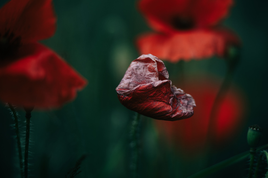 Mohn | Simone Sonderegger Photography