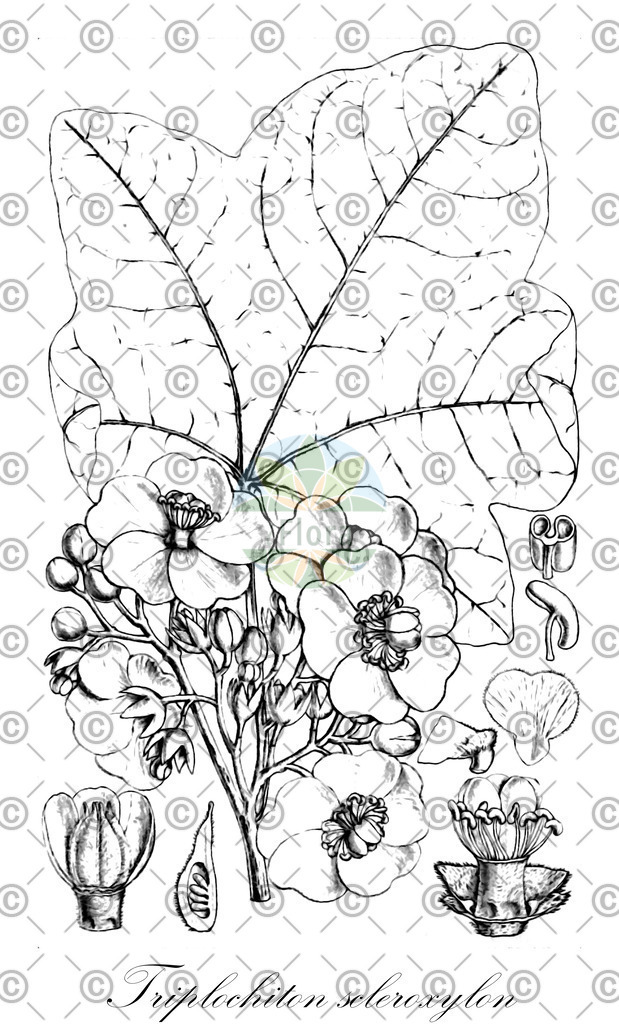 HistAbb_wfo-0001143752_1_ENZY_Simple | Historische Abbildung von Triplochiton scleroxylon - Malvaceae | Historical Illustration of Triplochiton scleroxylon - Malvaceae