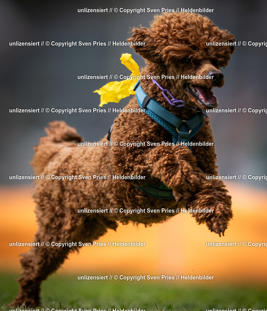 Sven Pries | 19. Allgemeines Hunderennen Karlsruhe Durlach - Realisiert mit Pictrs.com