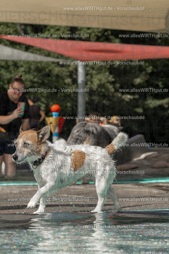 Hundeschwimmen_Volksbad_2026-allesWIRTHgut_Tierfotografie-2609061458-FAY07040 | Professionelle Tierfotografie in Mönchengladbach von Daniel Wirth (allesWIRTHgut). Liebevolle & natürliche Bilder von Hunden & Katzen für unvergessliche Erinnerungen.