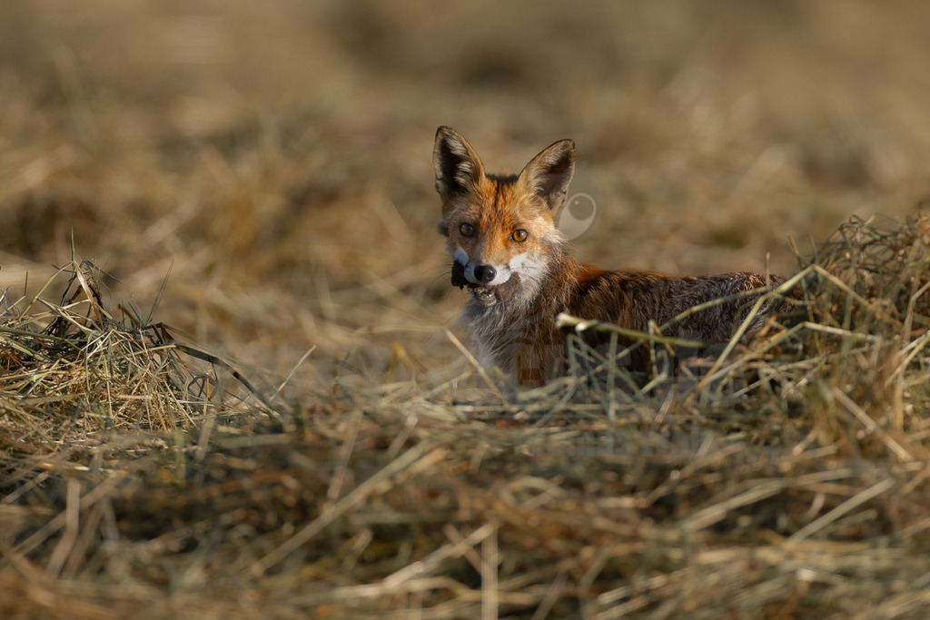 _5NF6229_20250620 | Der Bildershop von www.natur-focus.de bietet ihnen den einfachen Kauf von Bildmaterial per Download aus allen Bereichen der Natur. In den Galerien finden sie Landschaftsfotos, Tierbilder und natürlich auf Pflanzenfotos. - Realisiert mit Pictrs.com