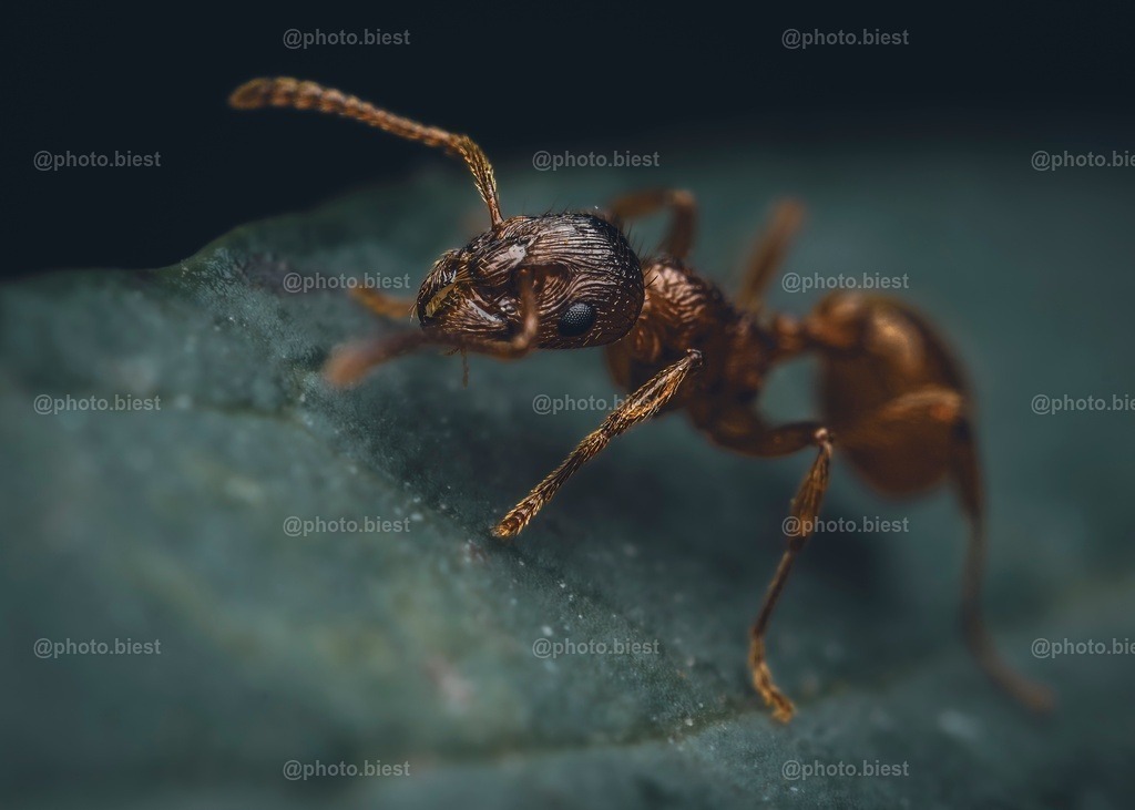 Aaaaaa...meise | Eine Rote Knotenameise auf einem Blatt. - Realisiert mit Pictrs.com