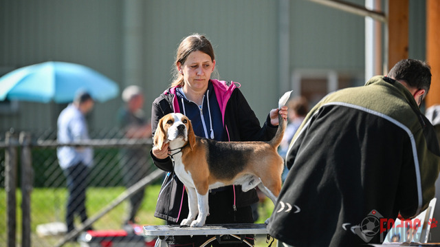 Beagle Club Schweiz  | Beagle Club Schweiz, 45 Jahre in Menziken 2025 Foto: Leo Wyden