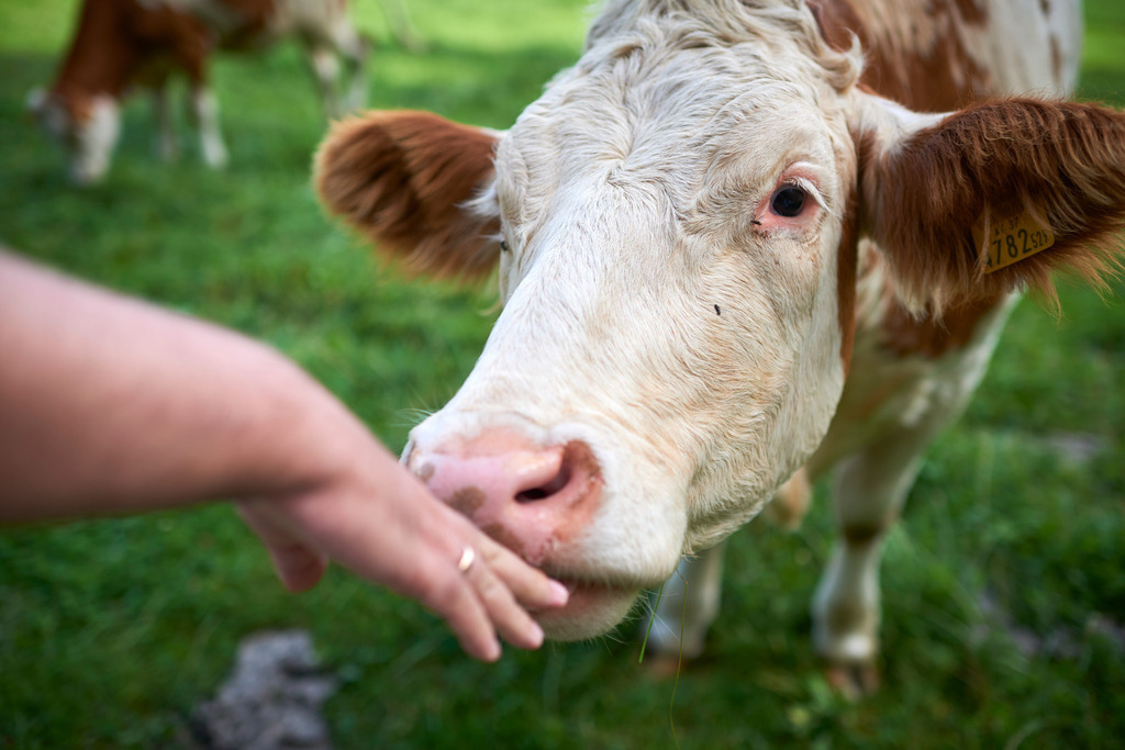 Vertrauensvolle Kuh auf der Weide | Miesenbach, Austria - August 27, 2017: Vertrauensvolle Kuh auf der Weide, riecht an der Hand der Bäuerin. - Realisiert mit Pictrs.com