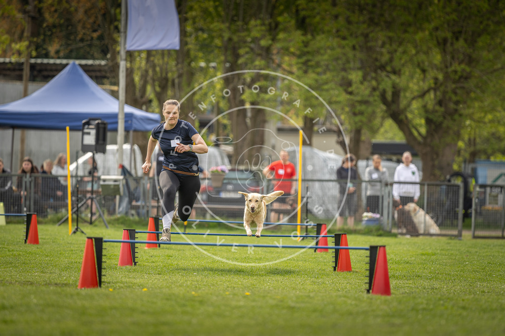 Pfotenfotografie_DV3A5784 | Hundefotografie, Tierfotograf, Pfotenfotografie, Fotoshooting Hund, Hunde Portrait, Hundesport, Hundeportraits, Heideshooting, Hunde, Sportfotograf, Hundefotograf, Turnierhundsport, THS,  - Realisiert mit Pictrs.com