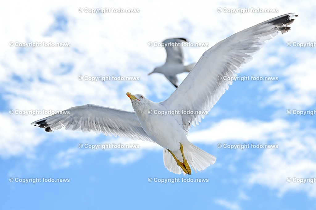 Kroatien_ Bra__ Split_ Faehre_ 09.08.2023-40 | 09.08.2023, Kroatien, HRV, Brač, Insel in Dalmatien im Bild Moewe, Wasservogel
