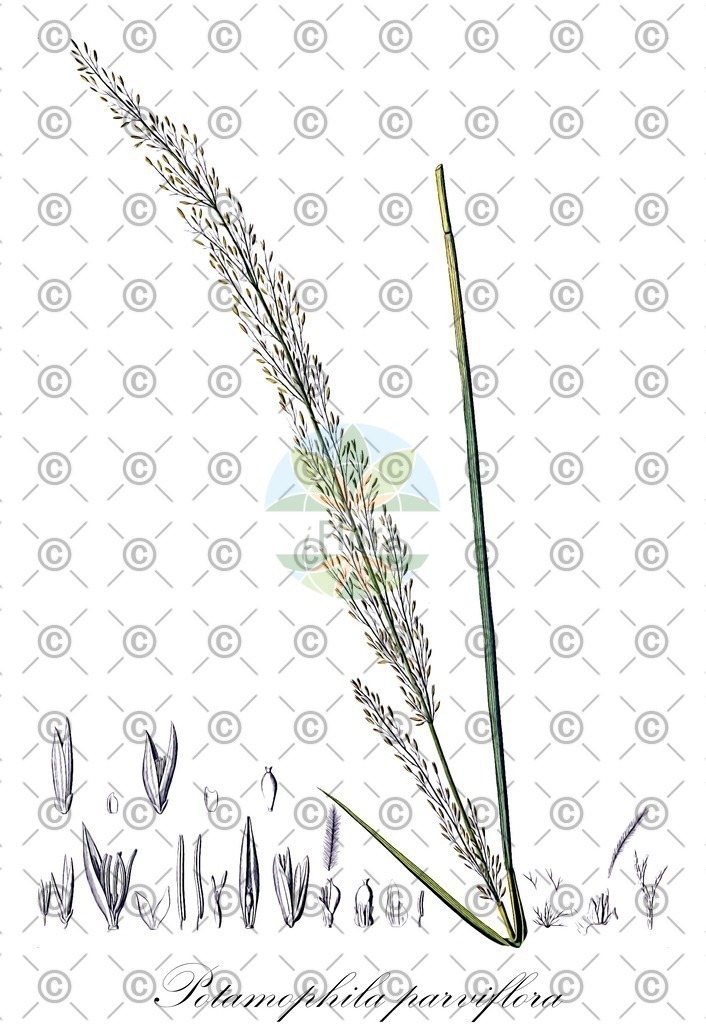 HistAbb_wfo-0001082240_1_ENZY_Simple | Historische Abbildung von Potamophila parviflora - Poaceae | Historical Illustration of Potamophila parviflora - Poaceae