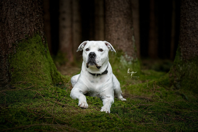 DSC_2538-Bearbeitet_web | Augenblicke kommen und gehen, Erinnerungen bleiben. Als Tierfotografin schaffe ich liebevolle Erinnerungen an unsere tierischen Familienmitglieder, ohne Stress und Druck.
Buchbar für den Raum München und Landkreis Dachau  - Realisiert mit Pictrs.com