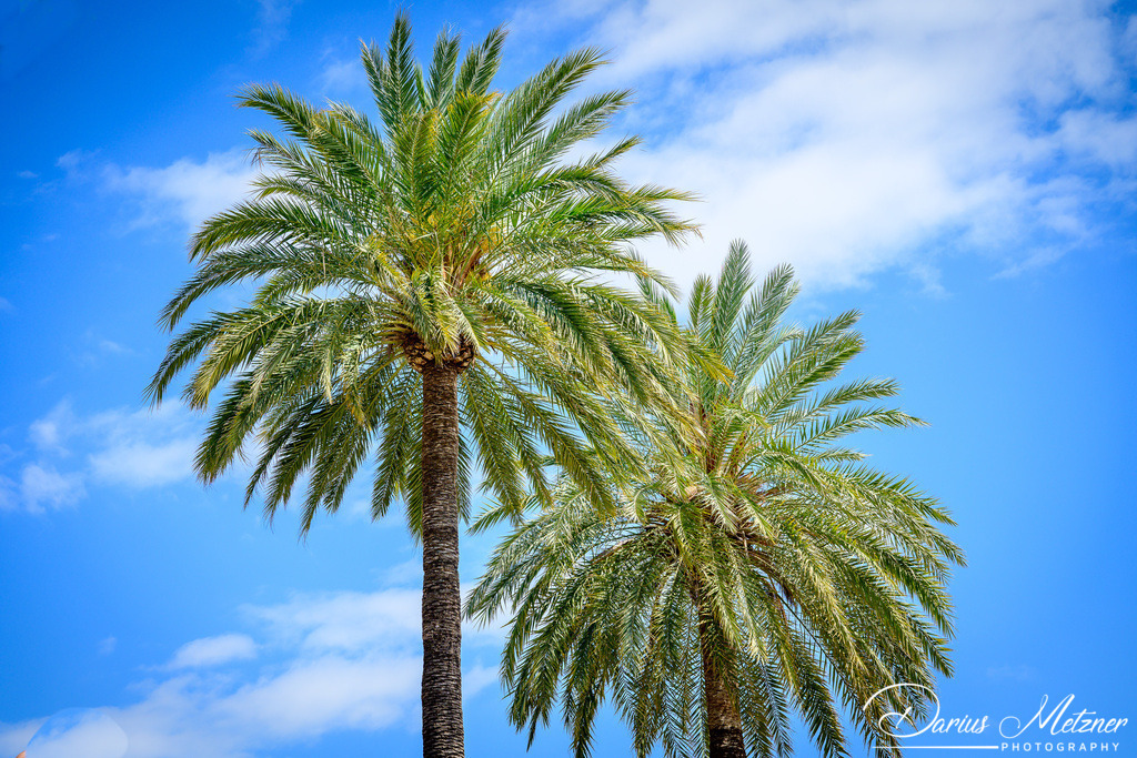 Palma de Mallorca | Palma de Mallorca