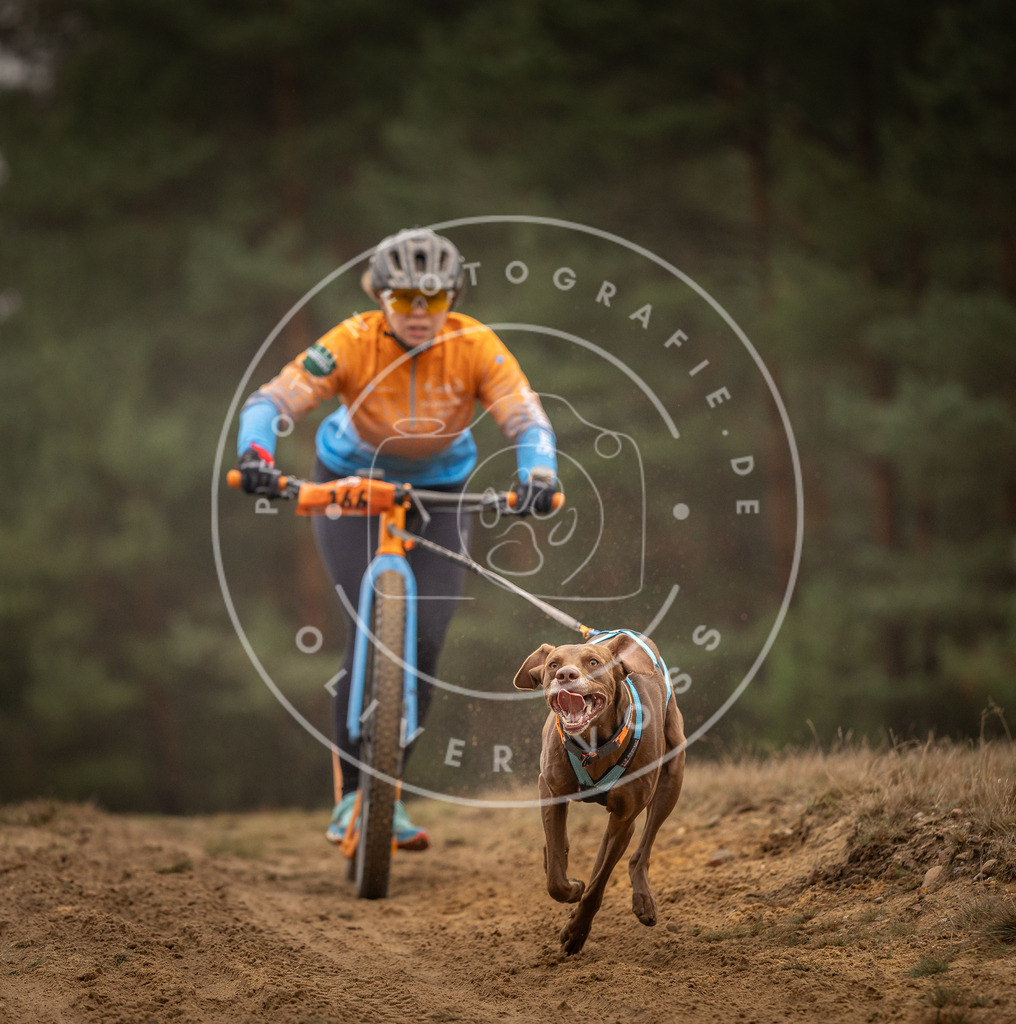 Pfotenfotografie_DV3A4407 | Hundefotografie, Tierfotograf, Pfotenfotografie, Fotoshooting Hund, Hunde Portrait, Hundesport, Hundeportraits, Heideshooting, Hunde, Sportfotograf, Hundefotograf, Turnierhundsport, THS,  - Realisiert mit Pictrs.com