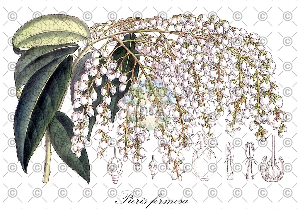 HistAbb_wfo-0000474987_1_ENZY_Simple | Historische Abbildung von Pieris formosa - Ericaceae | Historical Illustration of Pieris formosa - Ericaceae