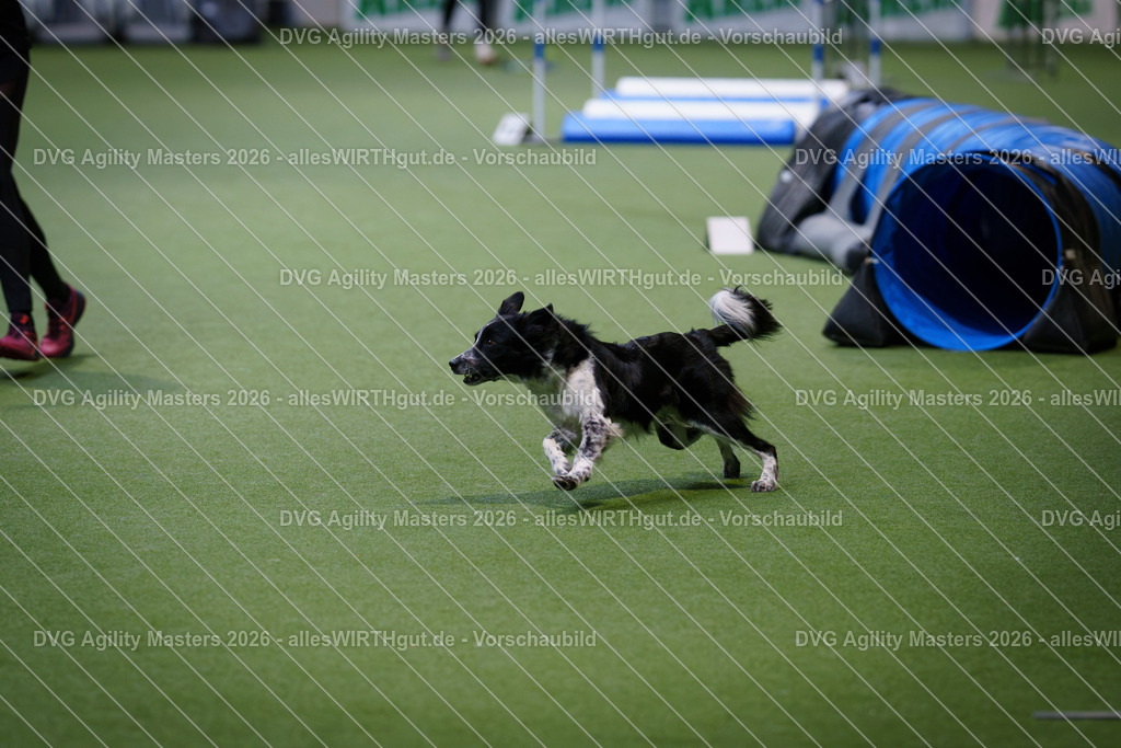 allesWIRTHgut_Tierfotografie-DVG_Agility_Masters_2026-11_15-7R501427 | Professionelle Tierfotografie in Mönchengladbach von Daniel Wirth (allesWIRTHgut). Liebevolle & natürliche Bilder von Hunden & Katzen für unvergessliche Erinnerungen.