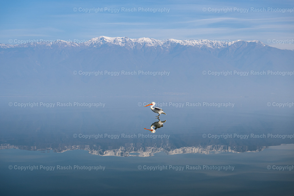 Pelikane (12) | PeggyRaschPhotography - Realisiert mit Pictrs.com