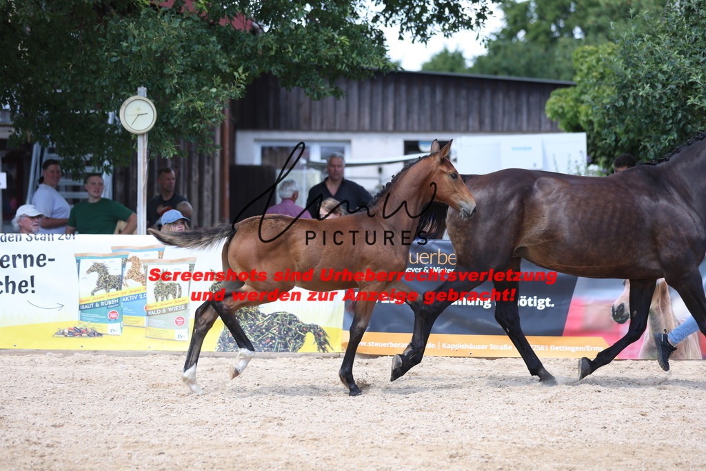 Fohlenschau_Schwäbisch_Hall_springbetonte_Fohlen_KN 39_5 | lmwpictures - Realisiert mit Pictrs.com