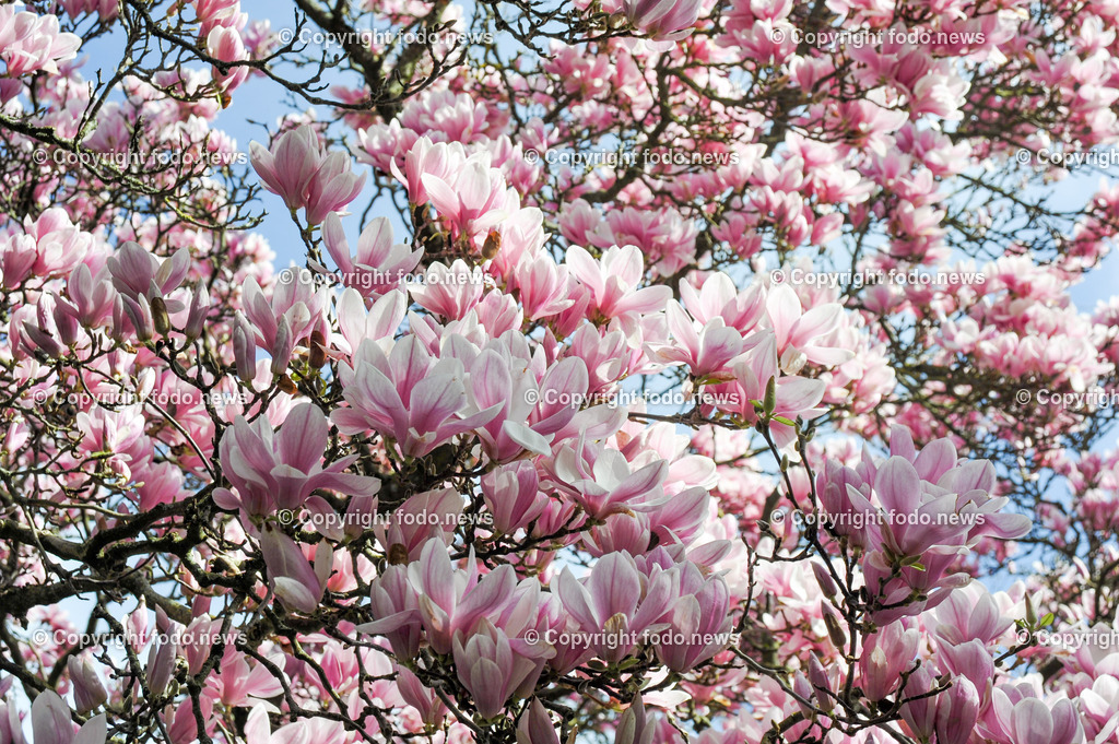 Fruehling_ Baeume_ Magnolien_ 16.03.2024-7 | 16.03.2024, Linz, AUT, Fruehling, Baeume, im Bild Magnolien, Blüten, Blueten, Baum, Bäume, Baeume,  Ziergehoelz, rosa, weiss