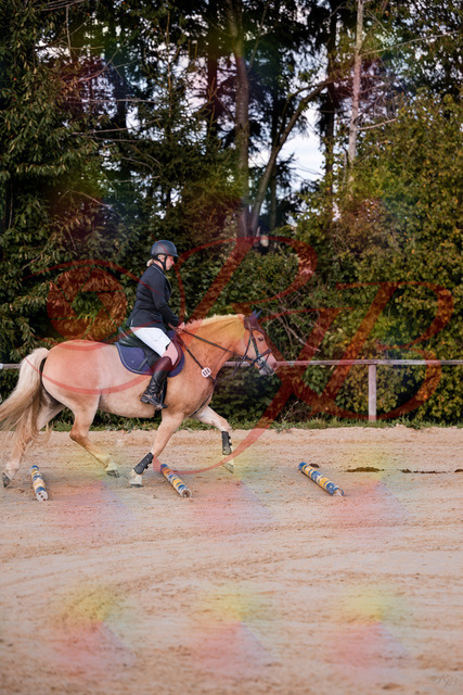 2026_10_03_Siefer-Hof_145226_Z81_31385215 | Professionelle Reitsport-, Turnier- und Eventfotografie von Robert Broda. Galerien mit ausgewählten und bearbeiteten Bildern direkt online ansehen und bestellen.