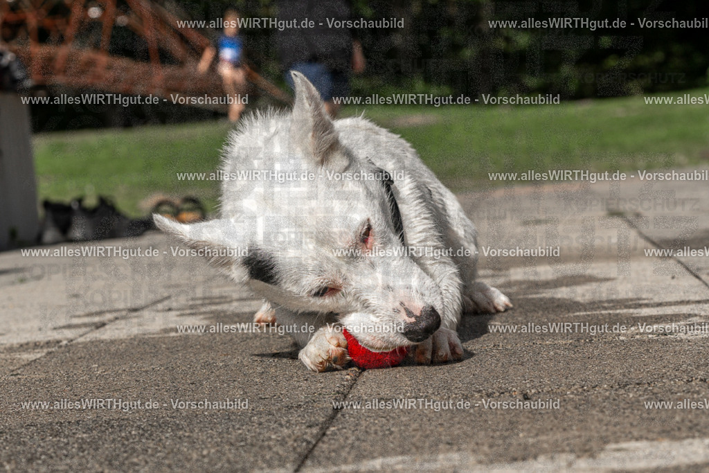 Hundeschwimmen_Volksbad_2026-allesWIRTHgut_Tierfotografie-2609061526-FAY07219 | Professionelle Tierfotografie in Mönchengladbach von Daniel Wirth (allesWIRTHgut). Liebevolle & natürliche Bilder von Hunden & Katzen für unvergessliche Erinnerungen.