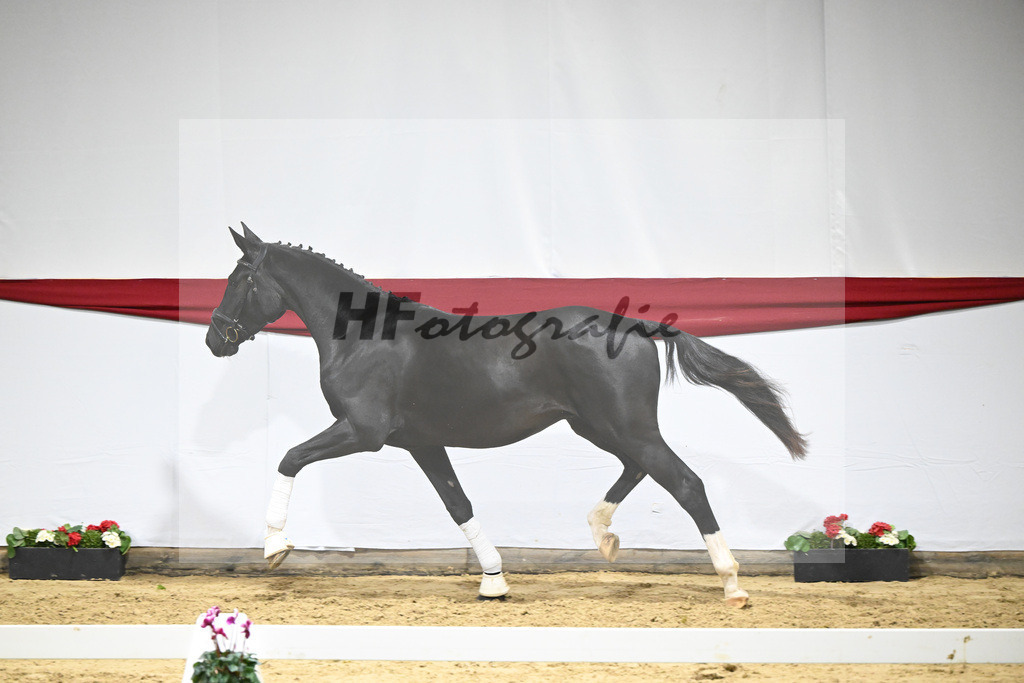 Kat-Nr. 70 v. DSP Bohemian_Kircher-Eckardt_63222031 | hf-fotografie - Realizzato con Pictrs.com